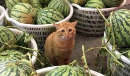 娱乐吃瓜酱蚕宝宝,揭秘娱乐圈那些不为人知的幕后故事