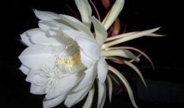 昙花哥爆料截图完整版视频,完整版视频深度解析