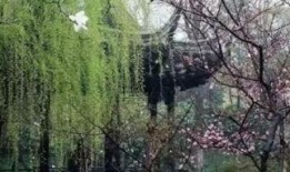 早春 在线观看,春意盎然，在线感受生命复苏之美