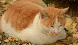 娱乐吃瓜酱猫抢鸡仔,猫界“抢鸡仔”大战，萌态百出！