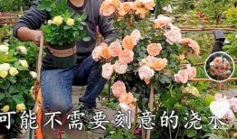 草38视频在线观看,揭秘热门视频背后的精彩故事