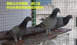 鸽子爆料打架视频大全图片,打架视频大全图片回顾