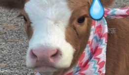 娱乐吃瓜酱猫抢鸡仔,猫界“抢鸡仔”大战，萌态百出！