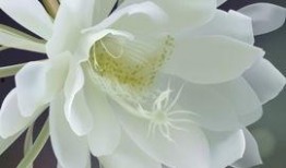 昙花哥爆料截图完整版视频,完整版视频深度解析