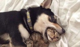 南京爆料二哈暴警视频播放,网络暴力与警民关系的反思