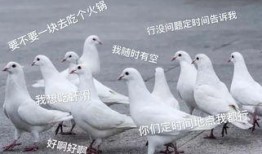 鸽子爆料打架视频大全图片,打架视频大全图片回顾