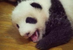 王者熊猫爆料视频,揭秘游戏新内容与精彩瞬间