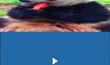 短视频剪辑爆料软件下载