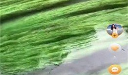 草38视频在线观看,揭秘热门视频背后的精彩故事