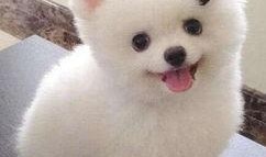 娱乐吃瓜酱小黄狗